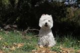 WESTIE 015